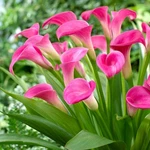 Calla Garnet Glow 3 Bulbs, Bright Pink Summer Tropical Flowers Bloom In Sun. Fixed Price $19.96.